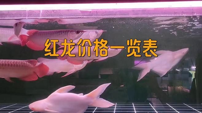 印尼小紅龍魚苗多少錢一只啊圖片欣賞