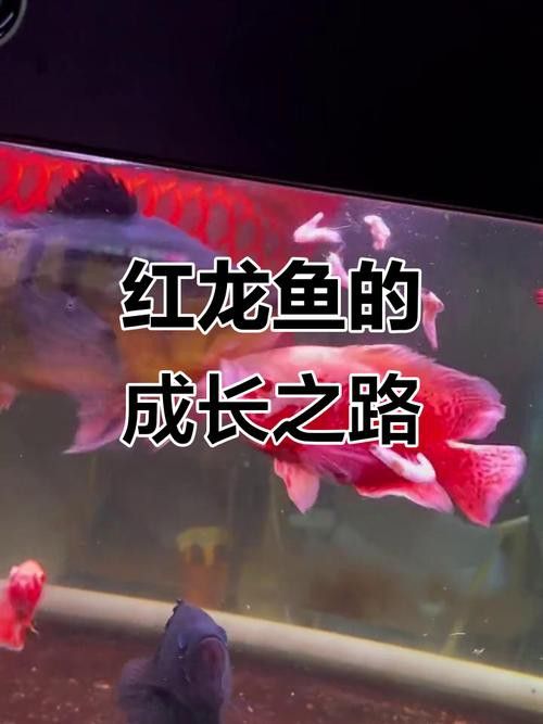 印尼小紅龍魚苗多少錢一只啊圖片欣賞