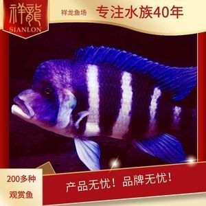 祥龍水族優惠活動查詢：祥龍水族優惠活動 祥龍水族優惠活動查詢：祥龍水族優惠活動 龍魚百科 第4張