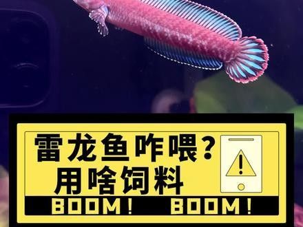 雷龍魚吃啥長得快一點