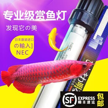 龍魚發色專用燈圖片：龍魚專用燈的色溫選擇技巧 龍魚發色專用燈圖片：龍魚專用燈的色溫選擇技巧 龍魚百科 第4張