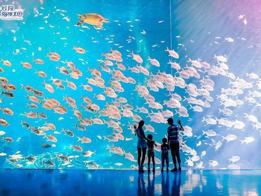 珠海水族館選龍魚世家水族館贊 珠海水族館選龍魚世家水族館贊 龍魚百科 第2張