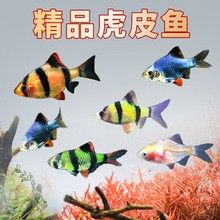 龍魚專用飼料的價格范圍 龍魚專用飼料的價格范圍 龍魚百科 第2張