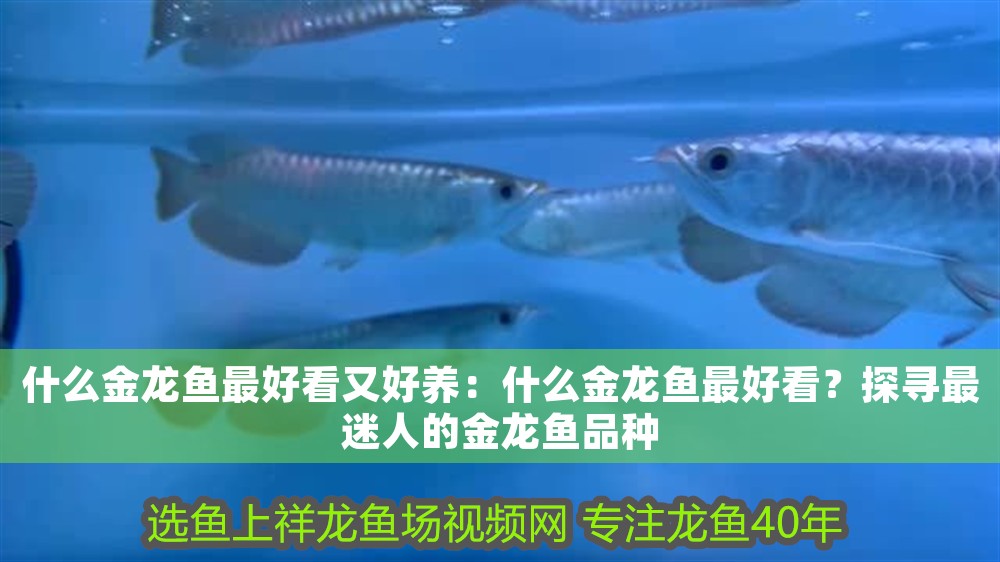 什么金龍魚最好看又好養：什么金龍魚最好看？探尋最迷人的金龍魚品種