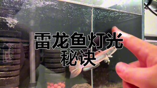 雷龍魚開燈發色好還是關燈