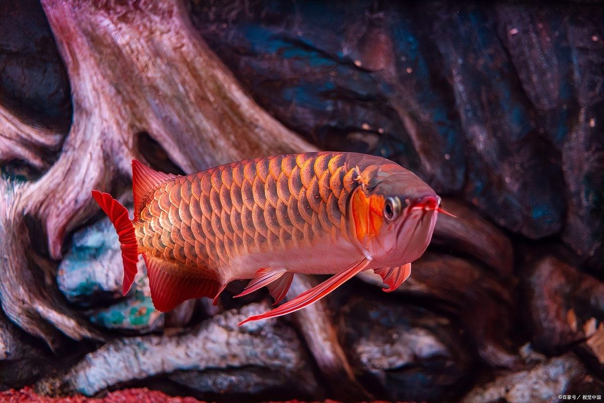 雷龍魚開燈發色好還是關燈