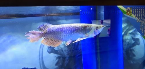 養龍魚需要清道夫嗎：養清道夫魚是一個可行的選擇，養龍魚需要清道夫嗎？