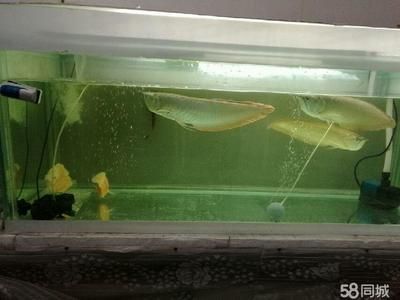 養龍魚需要清道夫嗎：養清道夫魚是一個可行的選擇，養龍魚需要清道夫嗎？