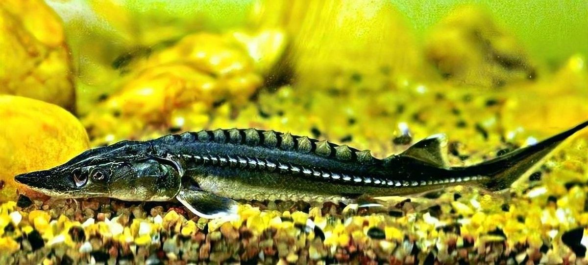 龍魚死亡后多久可以補養新魚？ 龍魚死亡后多久可以補養新魚？ 龍魚百科 第6張