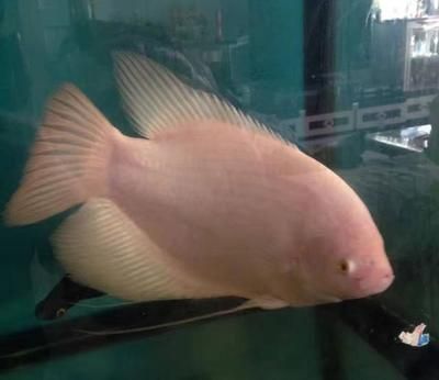 祥龍魚場觀賞魚有哪些品種的（祥龍魚場提供多種觀賞魚和龍魚品種）