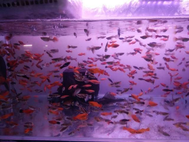 祥龍魚場觀賞魚有哪些品種的（祥龍魚場提供多種觀賞魚和龍魚品種）