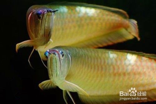如何判斷銀龍魚飽腹：判斷銀龍魚是否飽腹是非常重要的，銀龍魚的喂食方法