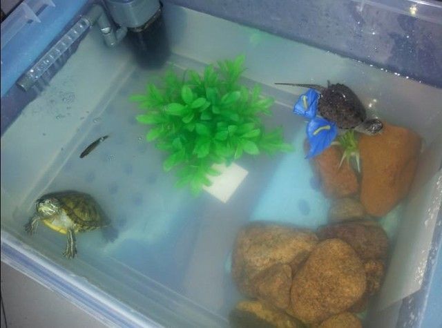 將烏龜放入龍魚缸時需要考慮到多種因素及飼養環境要求（烏龜可以與龍魚混養嗎）