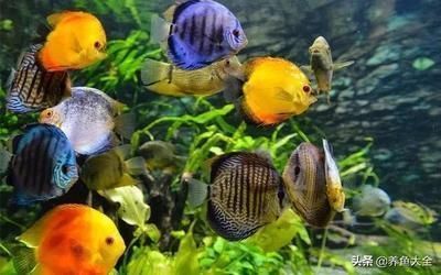 紅龍魚燈照最佳時間：紅龍魚光照周期調整方法