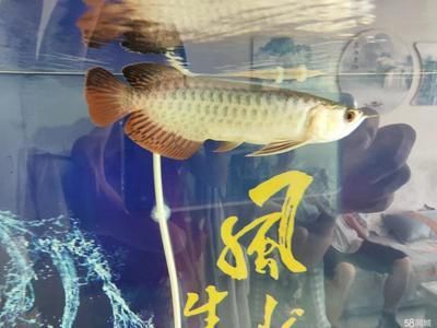 金頭過背龍魚：挑選金頭過背龍魚時有幾個關鍵因素需要注意