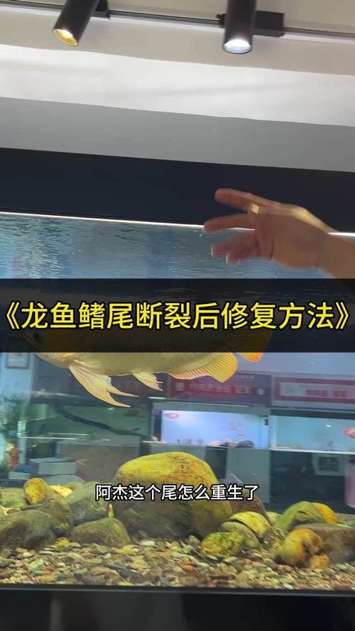 金龍魚散尾怎么治療圖片