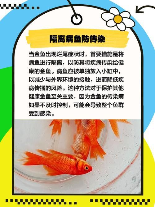 金龍魚散尾怎么治療圖片