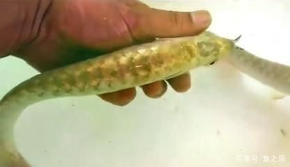 中國龍魚養殖場排名第一的具體信息/哪家好：中國龍魚養殖場排名