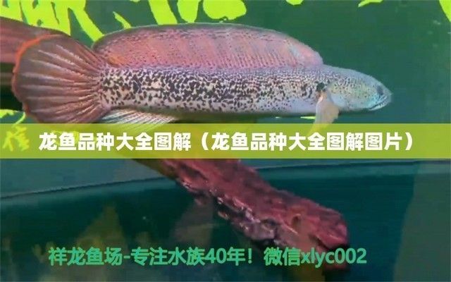 世界上的龍魚有哪些品種，世界上存在多種龍魚品種
