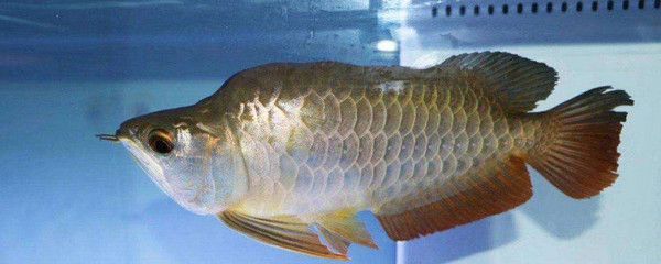 龍魚生病怎么治療：龍魚常見的疾病治療方法是什么，龍魚常見的疾病治療方法