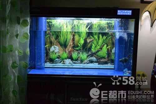 金龍魚大概多少一條：金龍魚價格從幾百元到幾十萬元到幾十萬元不等