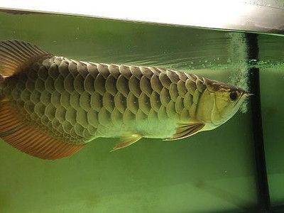 養條龍魚的成本高嗎：養條龍魚的成本高嗎？