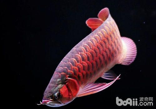 龍魚一般可以活多少年：關于龍魚壽命的詳細信息
