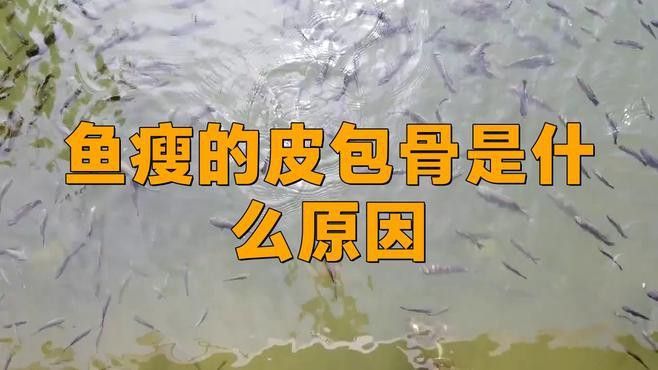 金龍魚體型瘦長