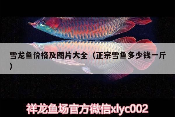 雪龍魚(yú)批發(fā)市場(chǎng)價(jià)格對(duì)比：天山雪龍魚(yú)的批發(fā)價(jià)格