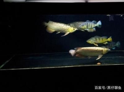 龍魚幾點到幾點開燈：龍魚幾點開燈