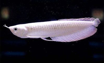 雪龍魚營養價值及功效（雪龍魚是一種生活在寒冷海域的魚類其肉質鮮美營養豐富） 雪龍魚營養價值及功效（雪龍魚是一種生活在寒冷海域的魚類其肉質鮮美營養豐富） 龍魚百科 第5張