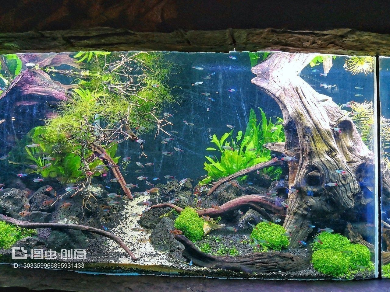 紅龍魚缸背景圖哪個好：紅龍魚缸背景圖推薦