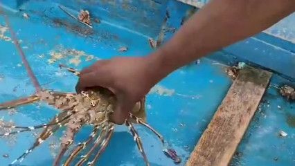 怎么訓練龍魚不怕人咬：魚龍蝦的喂食方法