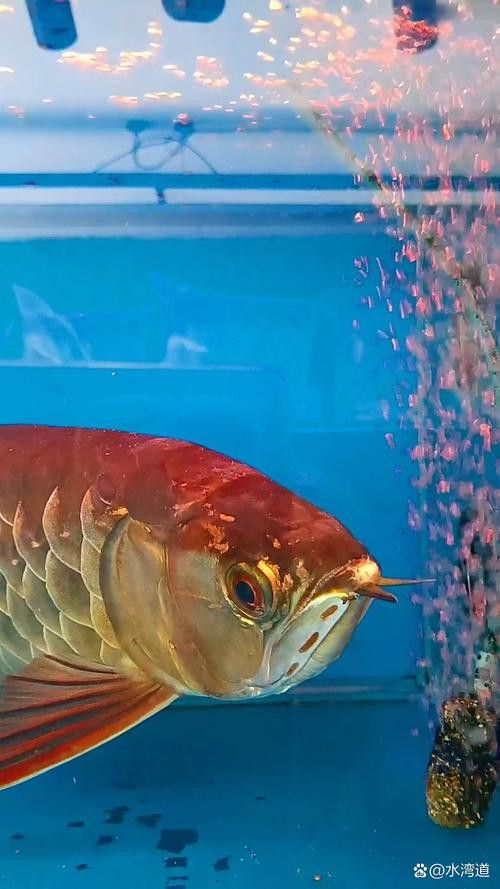紅龍魚圖片壁紙可愛卡通