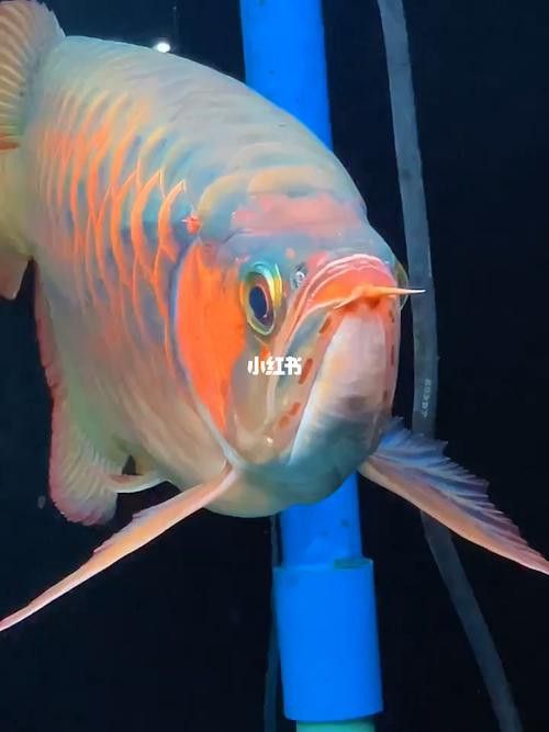 紅龍魚圖片壁紙可愛卡通