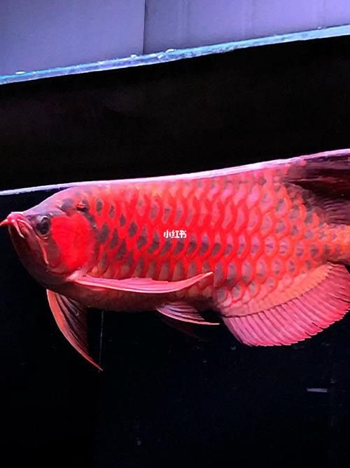 紅龍魚圖片壁紙可愛卡通