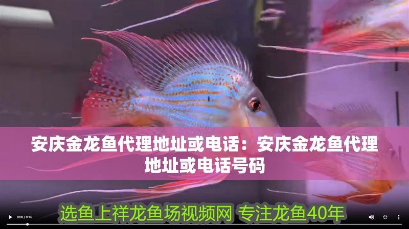 安慶金龍魚代理地址或電話是多少號(hào) 安慶金龍魚代理地址或電話是多少號(hào) 龍魚百科
