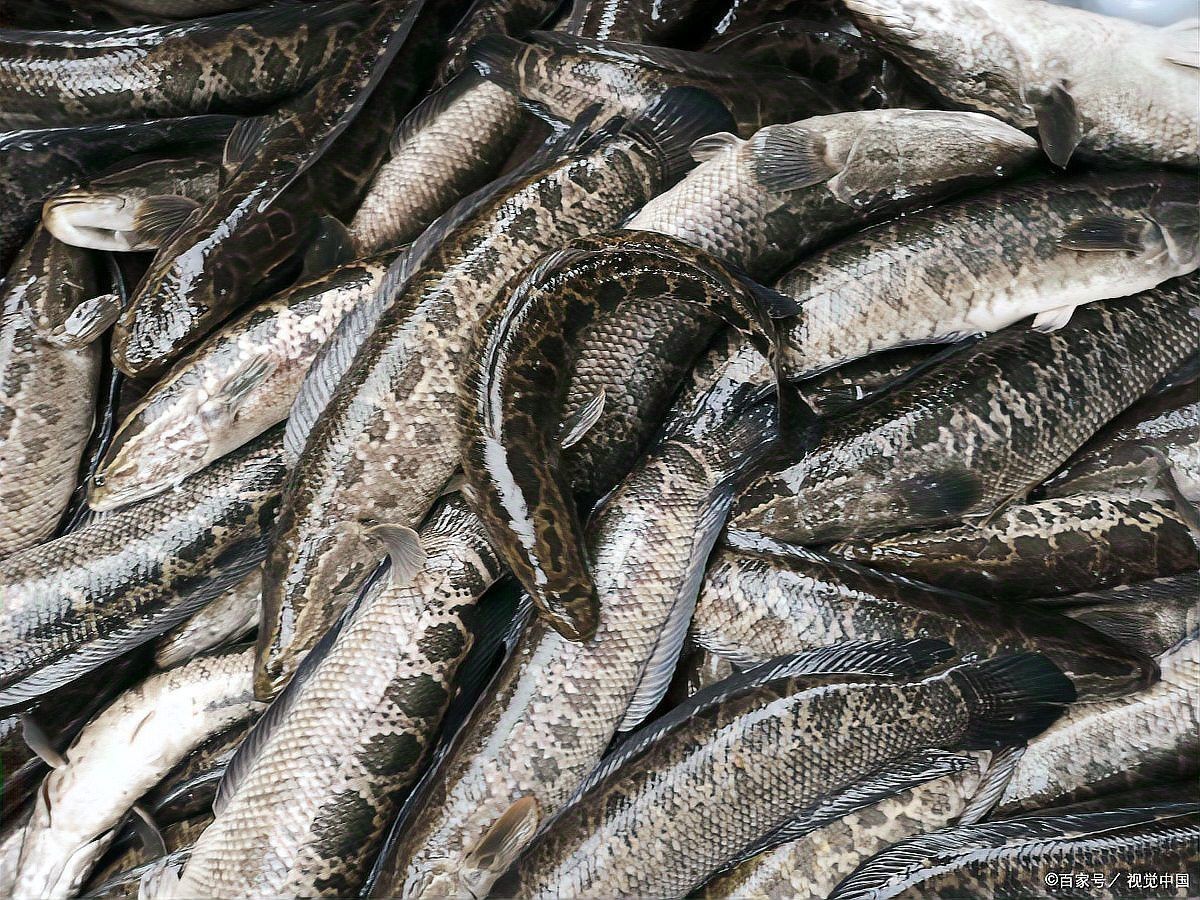 彩虹雷龍魚苗怎么分公母