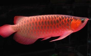 紅龍魚能長幾年不長大嗎：紅龍魚的生長周期可以長幾年 紅龍魚能長幾年不長大嗎：紅龍魚的生長周期可以長幾年 龍魚百科 第2張