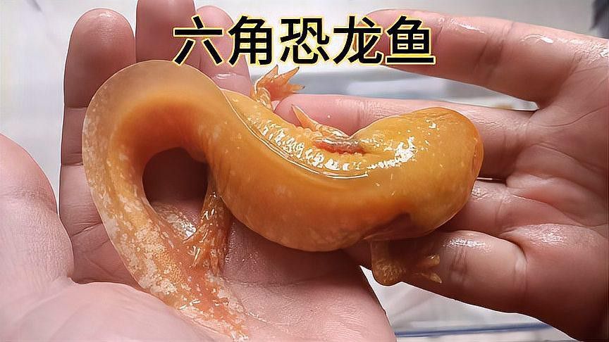 恐龍魚吃魚糧嗎怎么喂