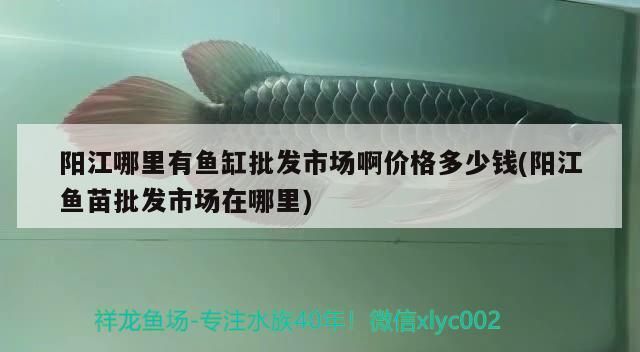 陽江哪里有魚缸批發市場啊價格多少錢(陽江魚苗批發市場在哪里)