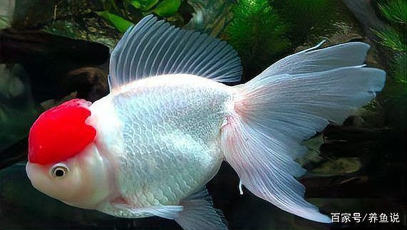 金魚頭頂紅點要警惕了 金魚頭頂紅點要警惕了 龍魚百科 第4張