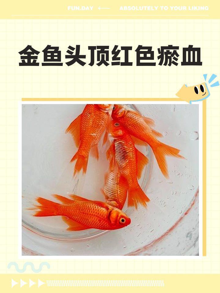 金魚頭頂紅點要警惕了 金魚頭頂紅點要警惕了 龍魚百科 第8張