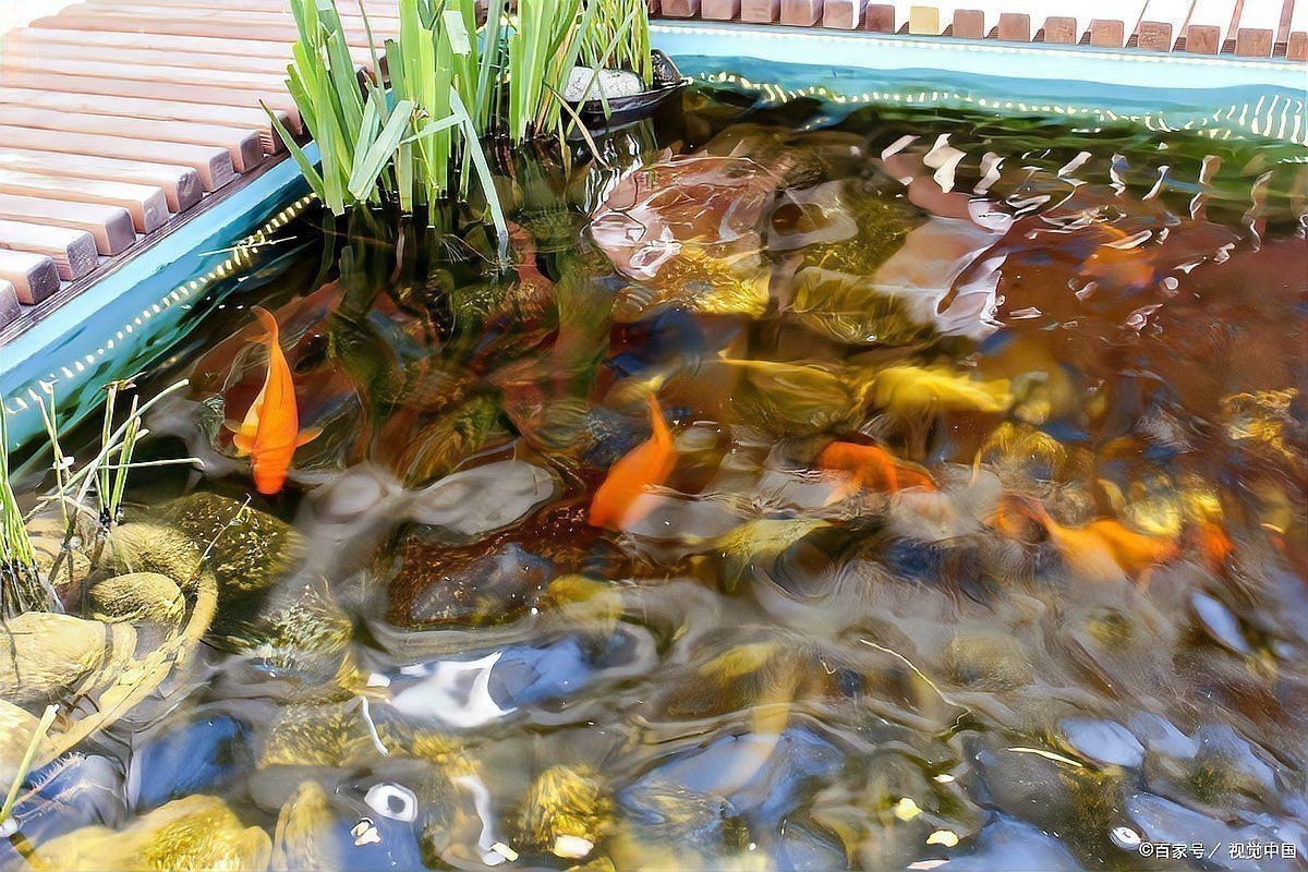 金魚頭頂紅點要警惕了 金魚頭頂紅點要警惕了 龍魚百科 第16張