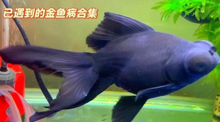 金魚頭頂紅點要警惕了 金魚頭頂紅點要警惕了 龍魚百科 第12張