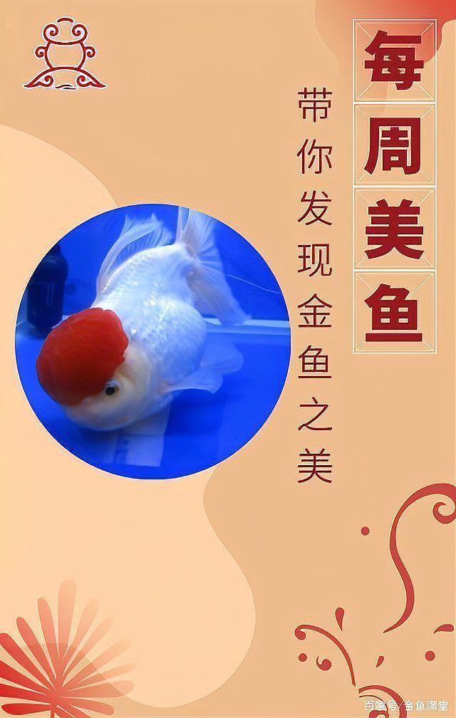 金魚頭頂紅點要警惕了 金魚頭頂紅點要警惕了 龍魚百科 第20張