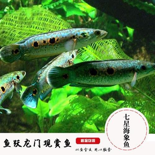 白色雷龍魚品種大全圖片欣賞