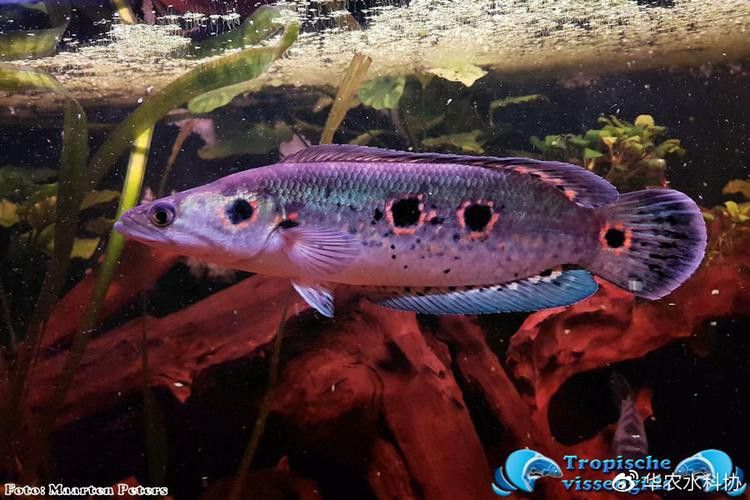 白色雷龍魚品種大全圖片欣賞