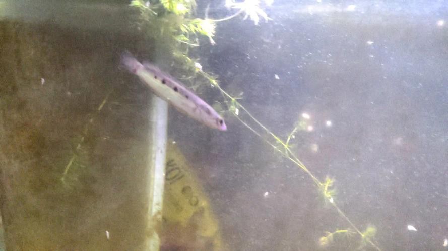 白色雷龍魚品種大全圖片欣賞