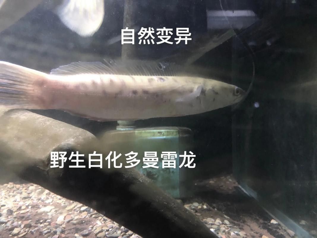 白色雷龍魚品種大全圖片欣賞